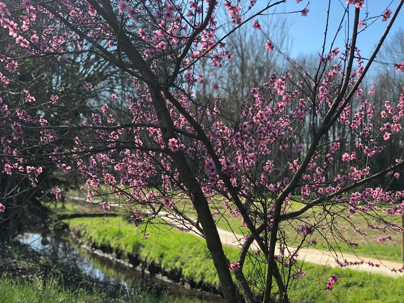 Cerisiers en fleurs au bord de la Nère à Aubigny-sur-Nère
