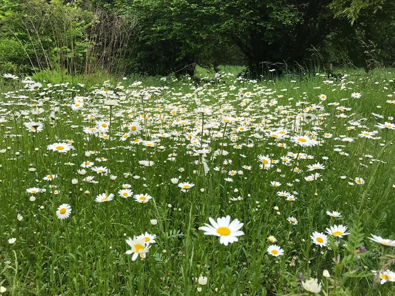 Champ de marguerites en Sologne