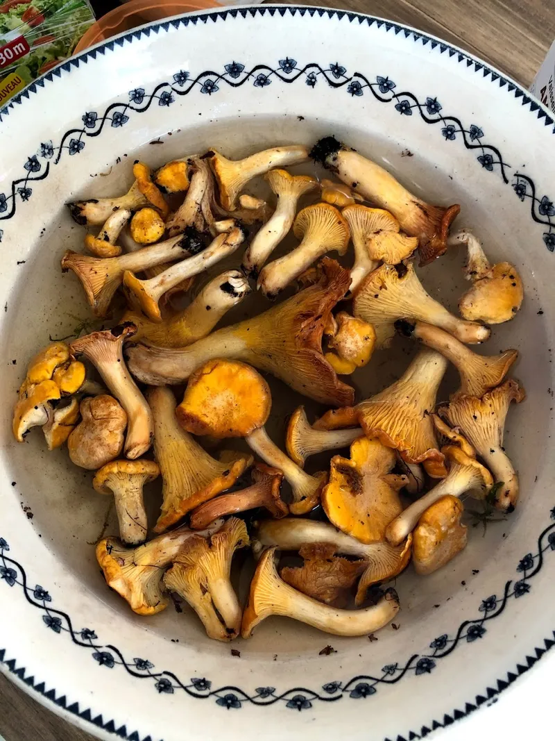 Chanterelles fraîches de Sologne
