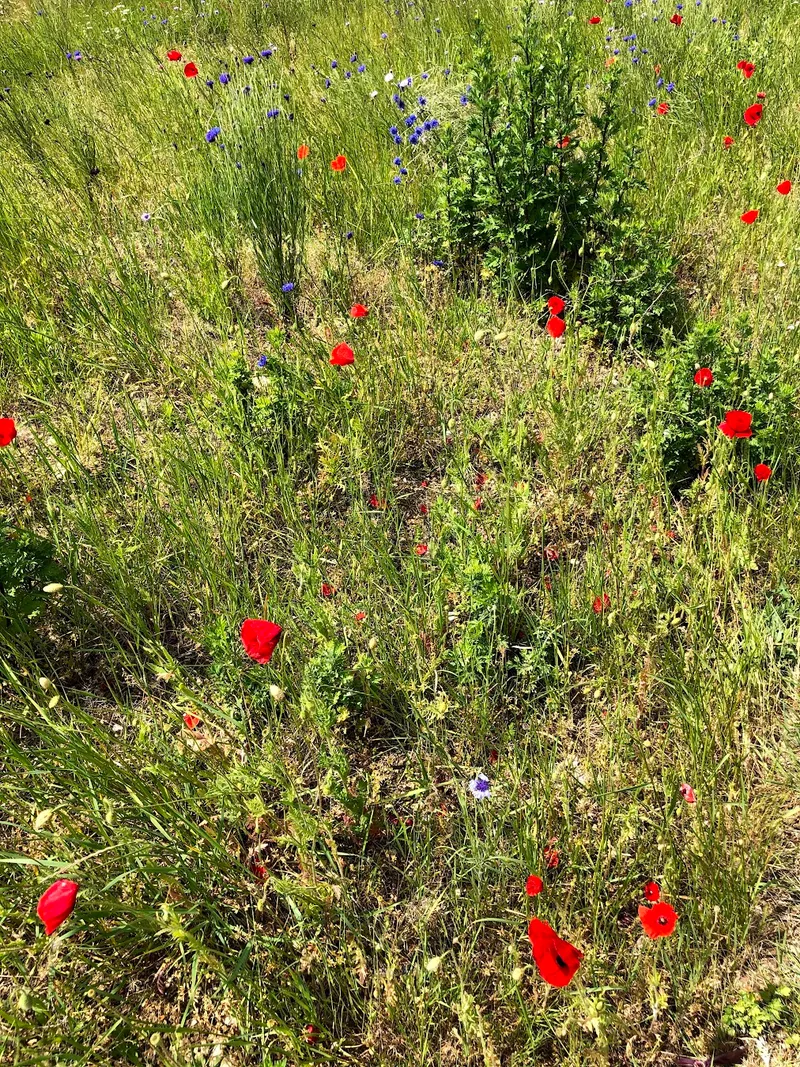 Coquelicots et bleuets sauvages dans la campagne solognote