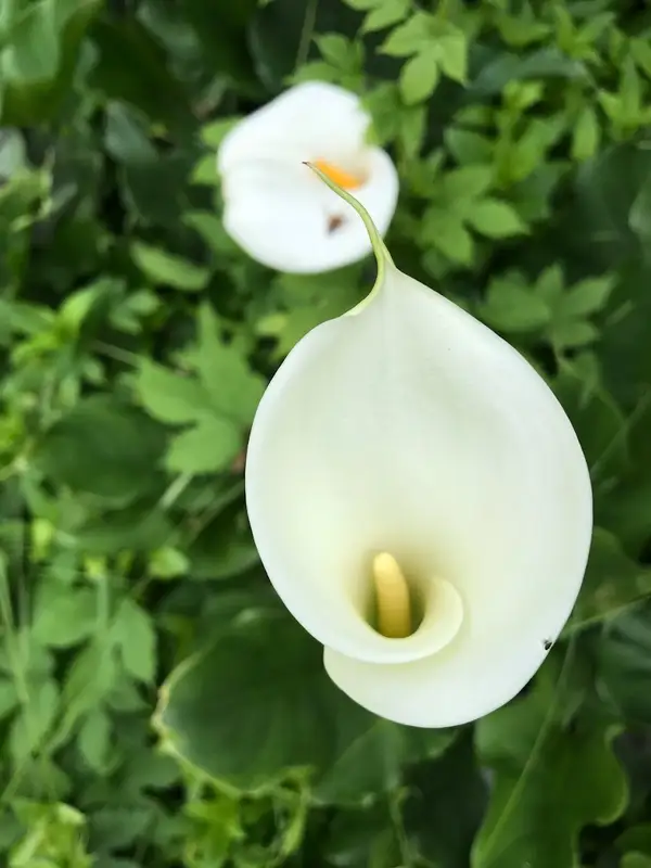 Arum blanc dans le jardin