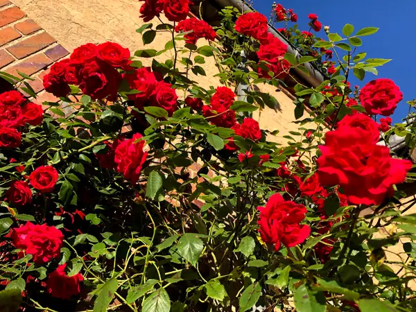 Rosier grimpant rouge