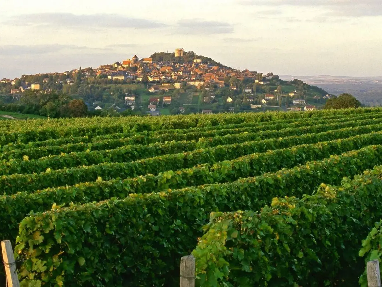 Le vignoble de Sancerre, sur les coteaux dominant la Loire